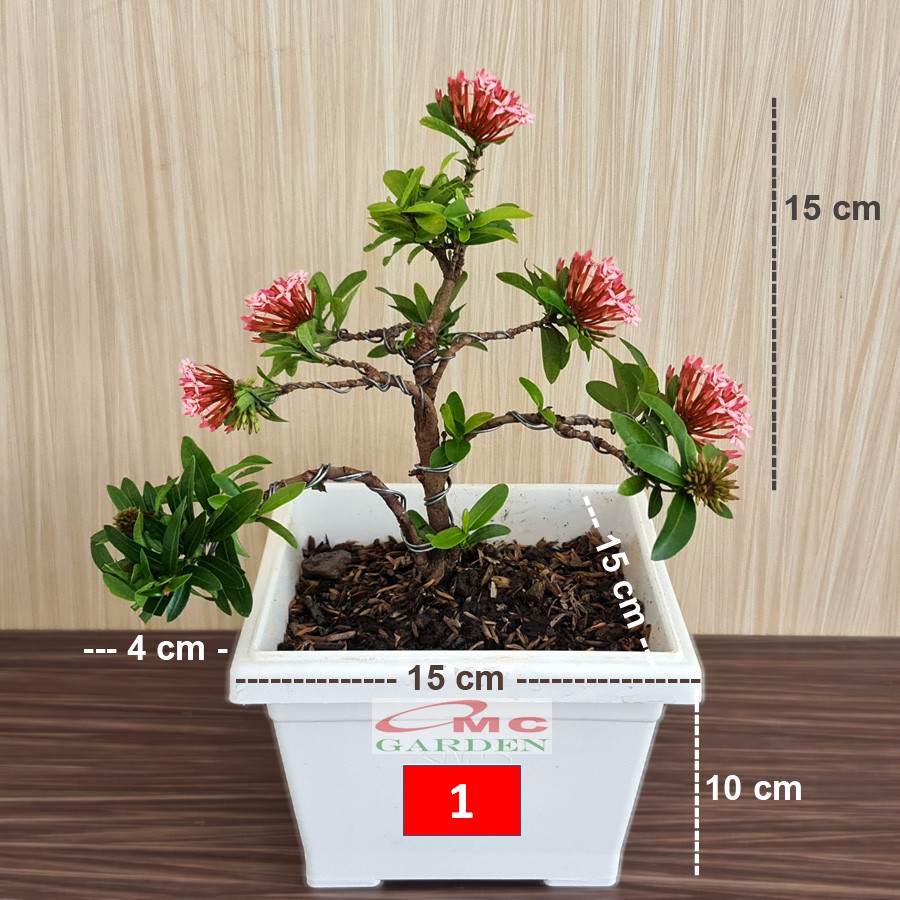 Tanaman Hias Bonsai Bonsae Mame Soka Mini Asoka Jepang Ixora Pink Jambon B-SMP-007