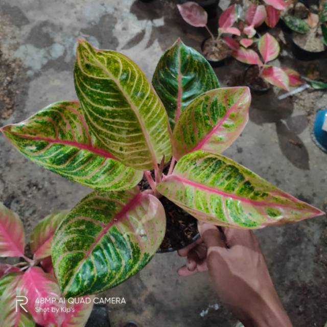 Aglonema romantic love (RL)