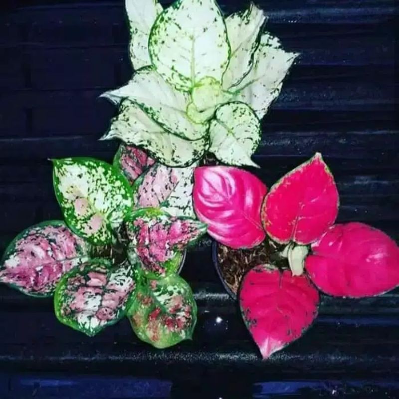 paket 3 aglonema dut anjamani dut white dut tri