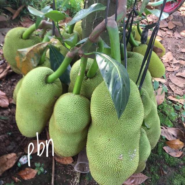 Harga Cempedak Terbaik Mei 2021 Shopee Indonesia