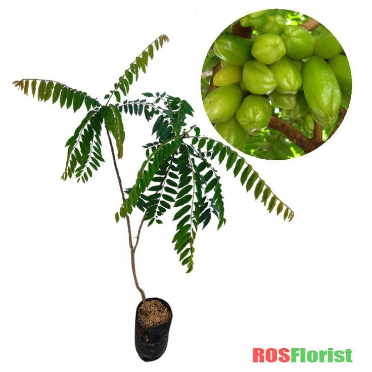 Bibit Tanaman Buah Belimbing Wuluh