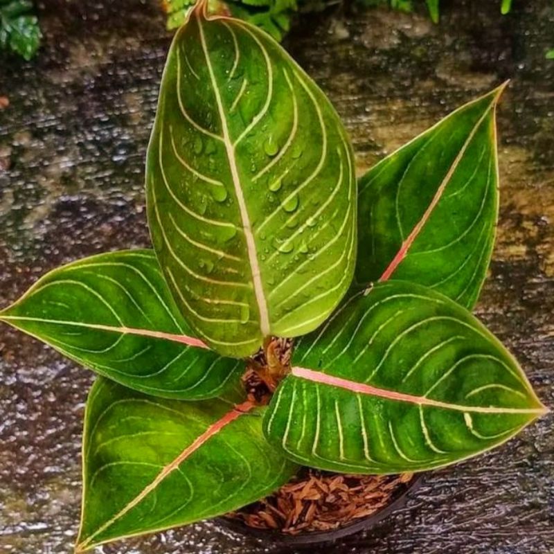 Aglonema black monligh mangkok (Tanaman hias aglaonema black monligh mangkok) - tanaman hias hidup -