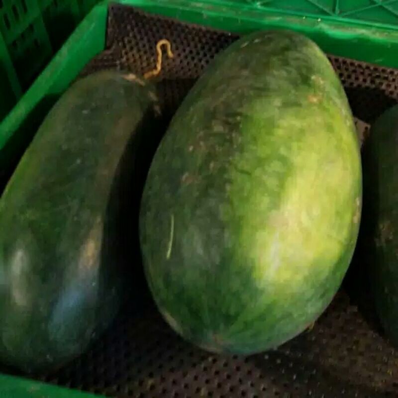 

SEMANGKA INUL SEGAR, SEMANGKA BABY BUAH SEMANGKA LONJONG BUAHSEGAR