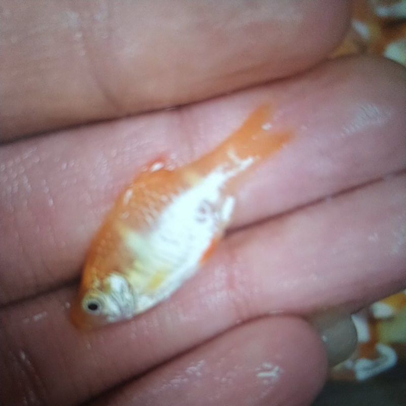 Sumatra Albino Size M