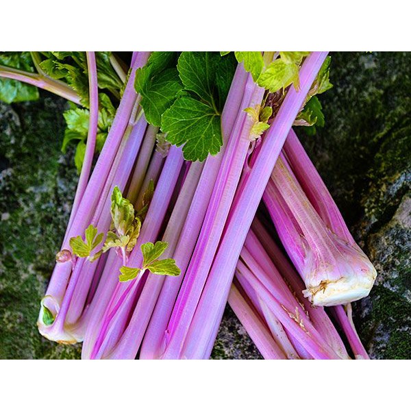 Benih Bibit Biji - Celery Chinese Pink Seledri Merah Muda Seeds - IMPORT USA