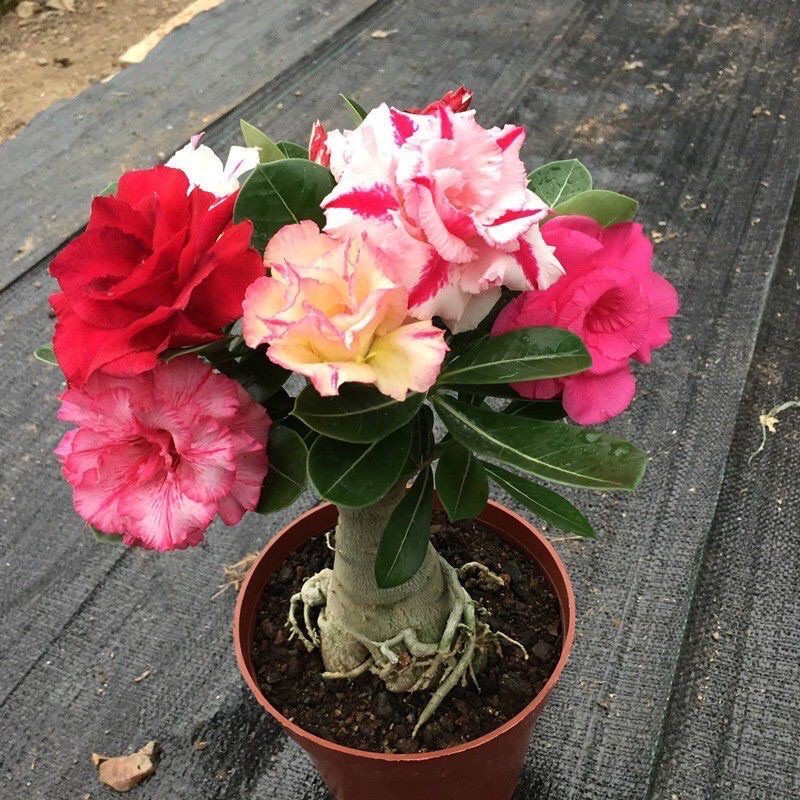 bibit adenium Adenium Obesum, bunga gurun, biji bunga langka