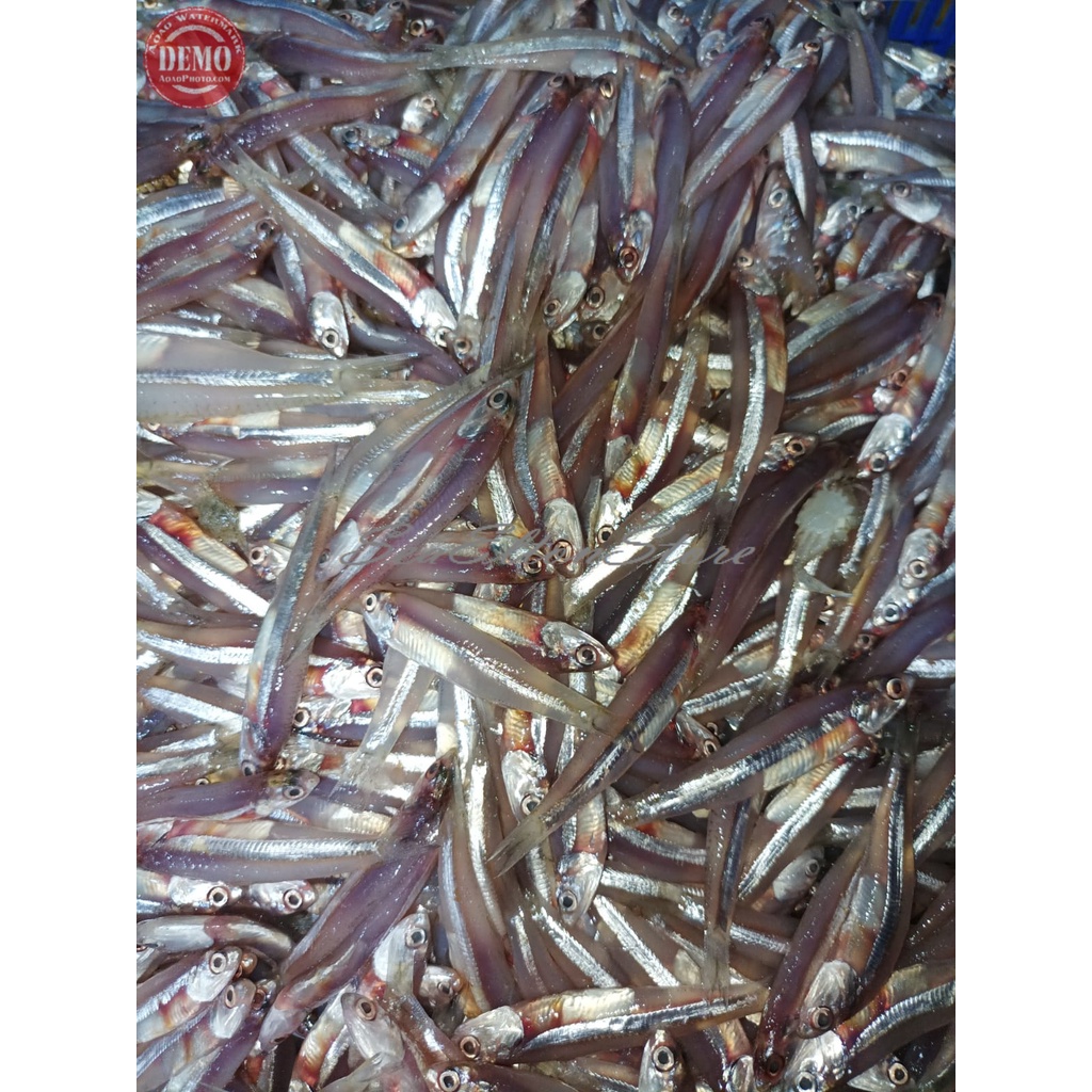 

IKAN TERI SEGAR TERI GALER Ikan Laut Segar