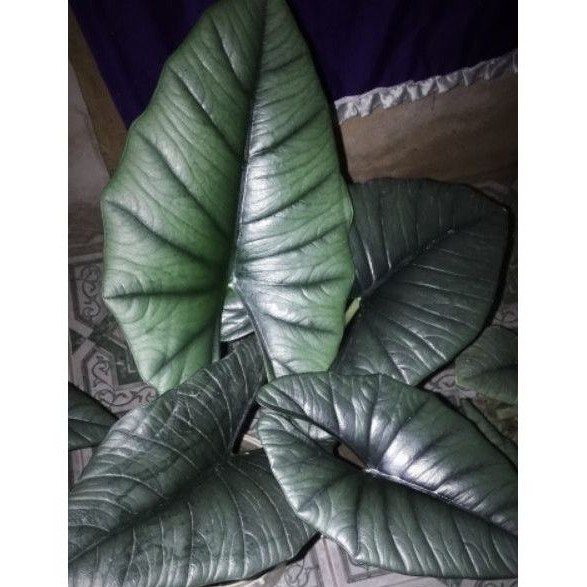 bonggol utuh alocasia bisma silver