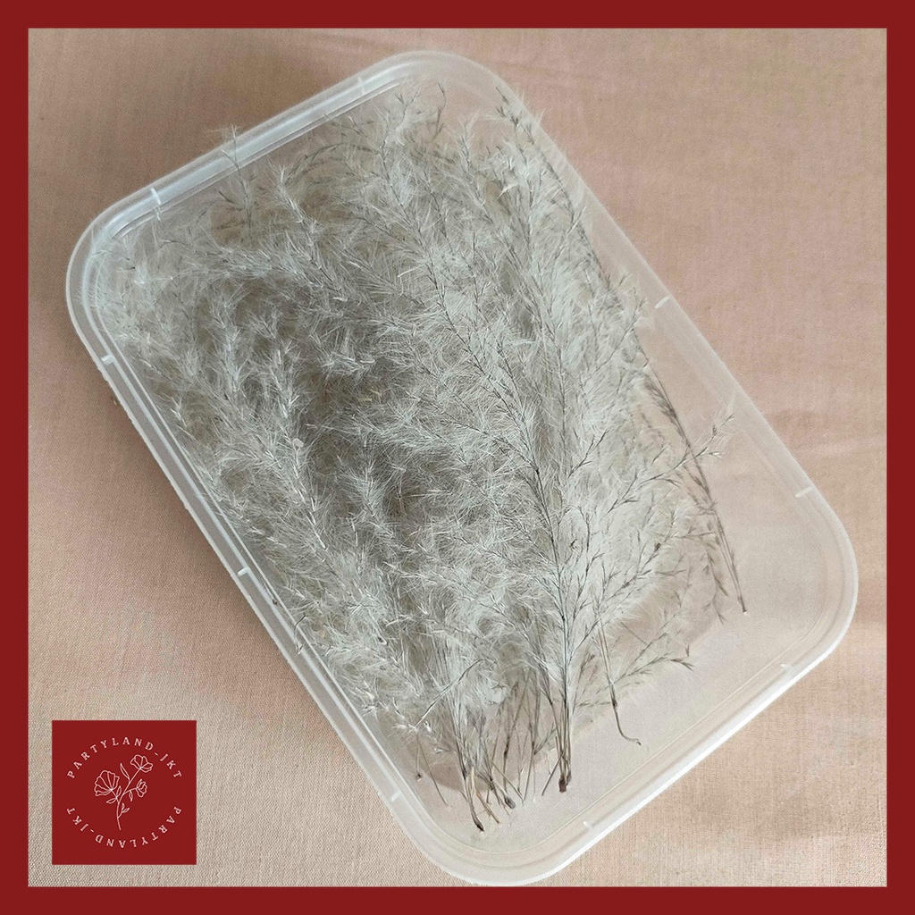 Dried Mini Silver Pampas Box Tanaman Bulu Rumput Kering Asli Hias Dekor