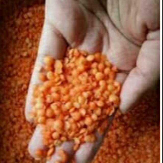 

Kacang adas merah Mesir