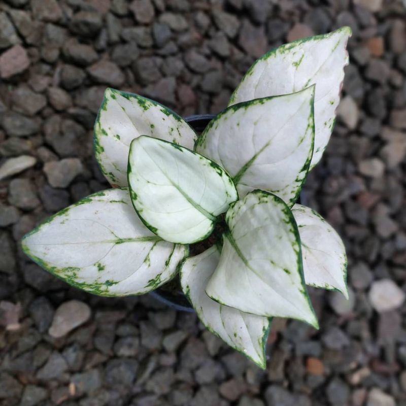 PROMO Tunas aglonema superwhite(SUDAH BERTUNAS)