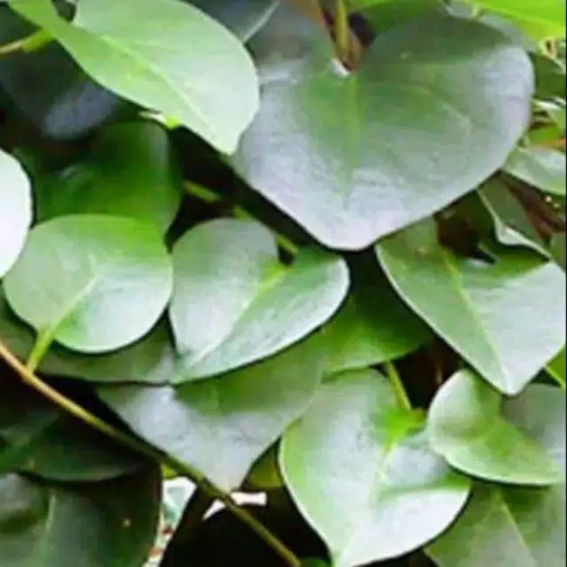 

Daun Binahong Fres Segar/250 gram