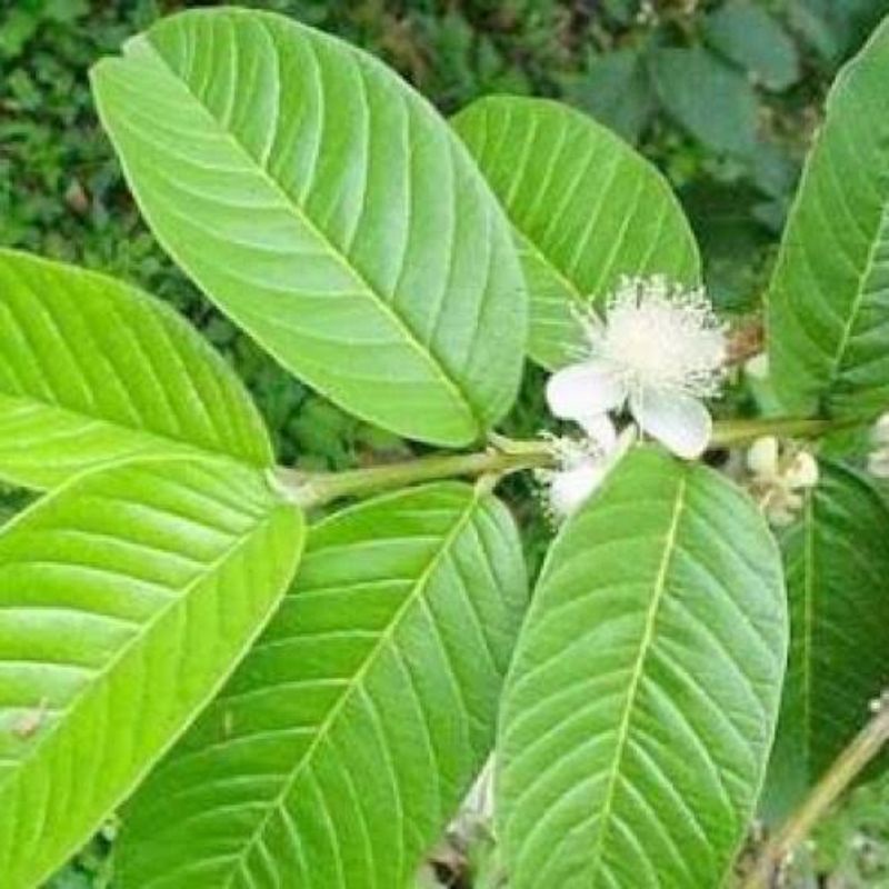 

Daun jambu biji fresh baru metik / jambu kletuk kaya manfaat.