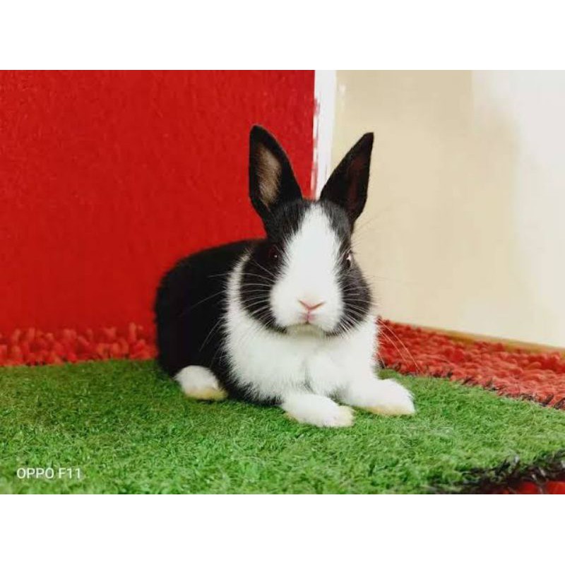 Kelinci lokal blaster lokal topeng anggora