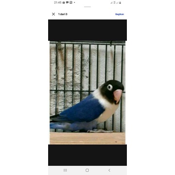 burung lovebird violet prospek