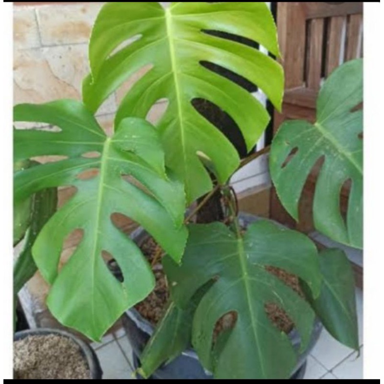 tanaman monstera delisiosa