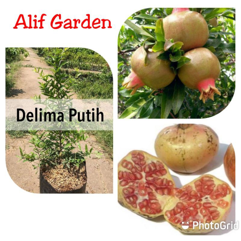 BIBIT DELIMA PUTIH