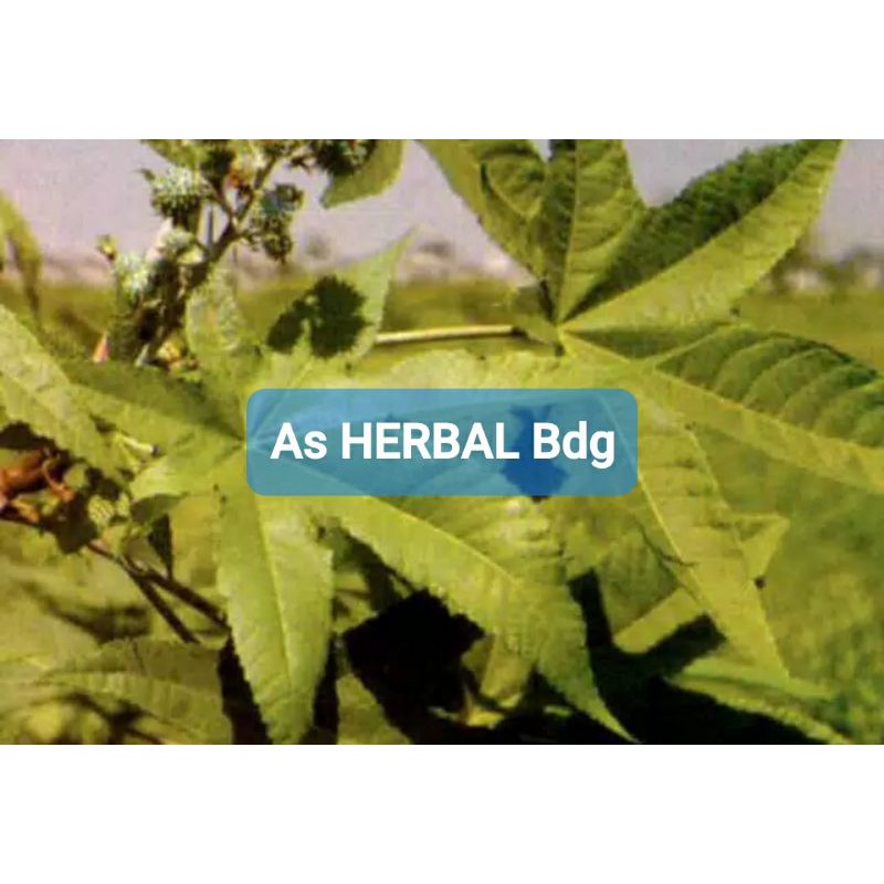 

Paket hemat 300 gram daun batang kaliki hijau jarak hijau segar-az