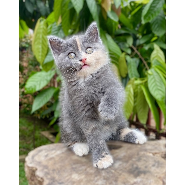 british shorthair