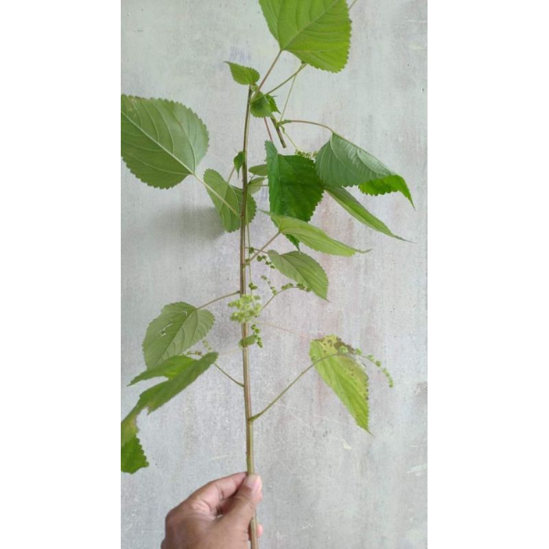 

Daun pulus atau jelatang 500grm
