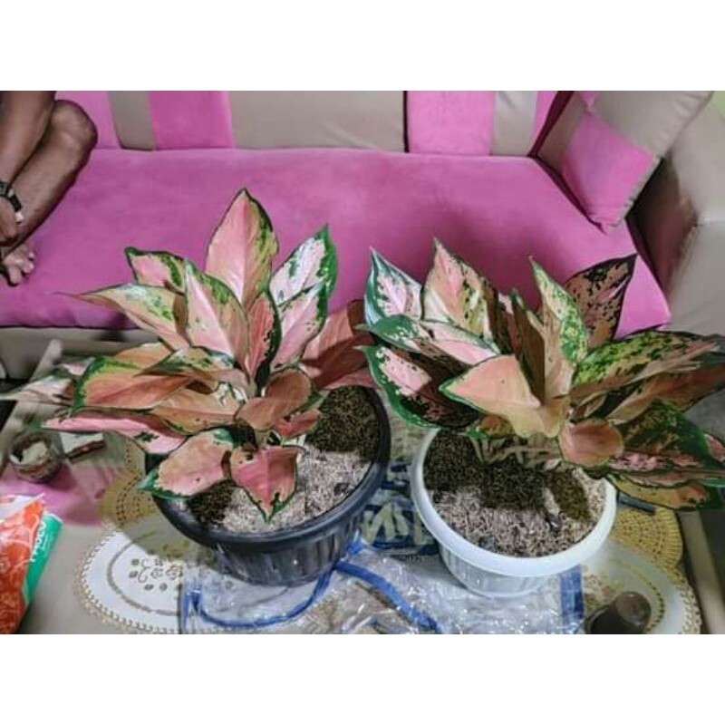 tanaman hias bunga aglonema kochin tembaga varian