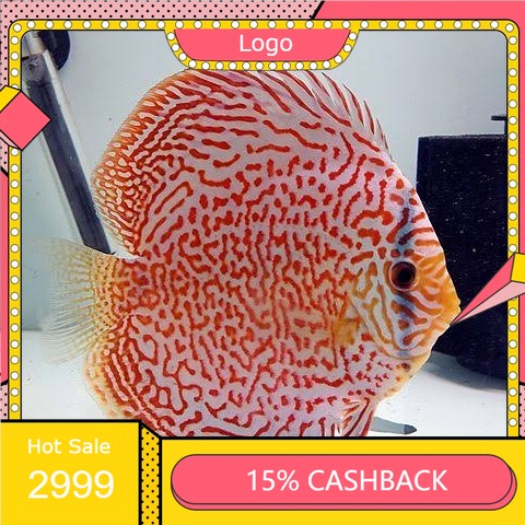 discus leopard 2 inch.