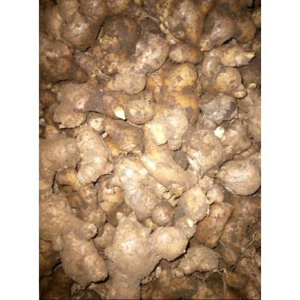 

JAHE GAJAH MEDAN 1KG