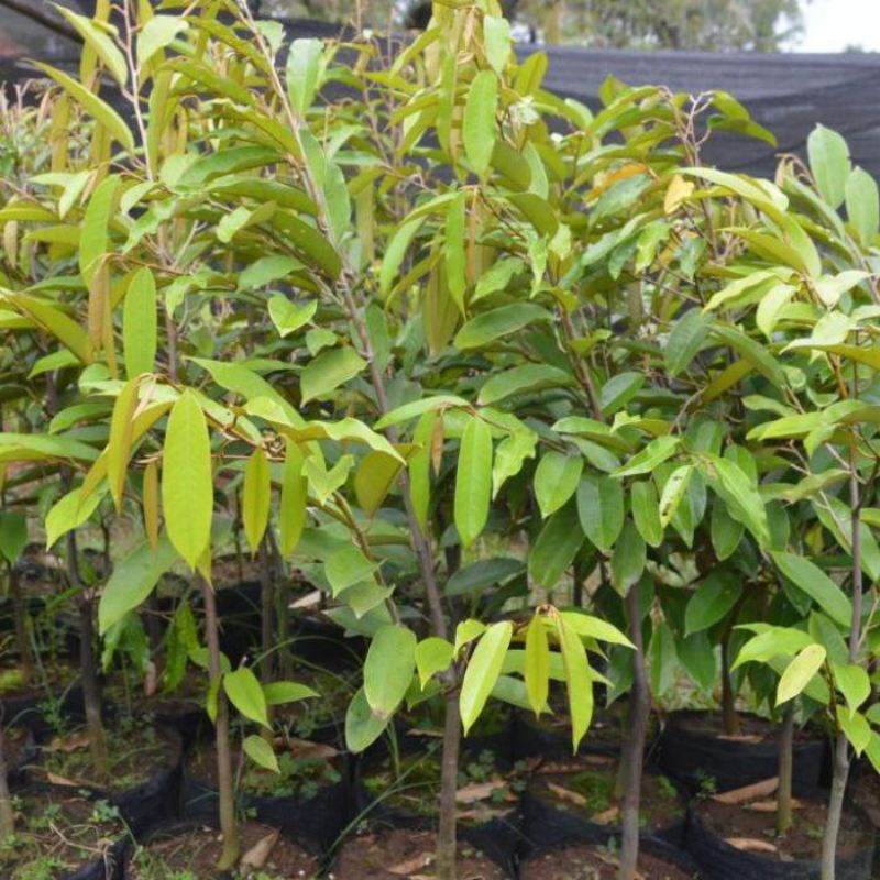 bibit durian musang king tinggi 1 meter