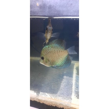 Discus LSS