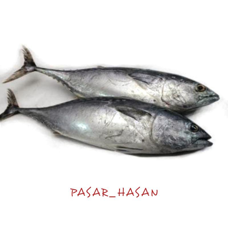 

PASAR HASAN | 1KG Ikan Tongkol Sisik | Sayur Online | Ikan Segar