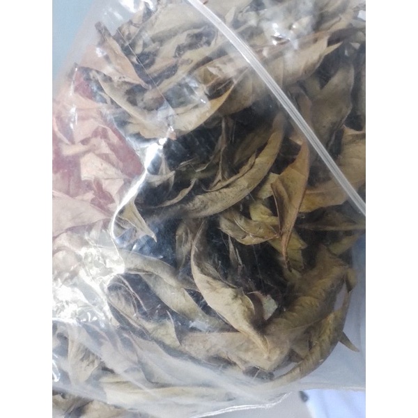 

50gram daun mahkota dewa kering phaleria macrocarpa