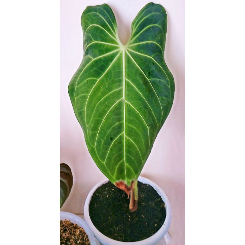 ANTHURIUM DARK MAMA