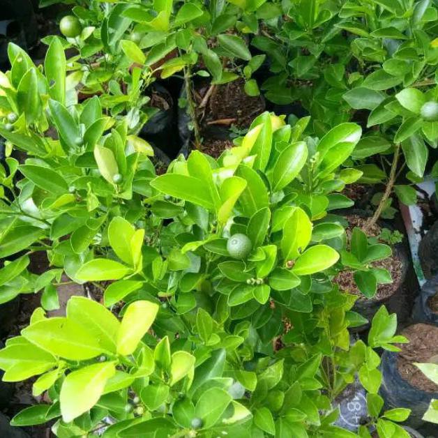 BIBIT JERUK KASTURI BERBUAH // BIBIT JERUK SONGKIT OKULASI BERBUAH // BIBIT JERUK KIP BERBUAH