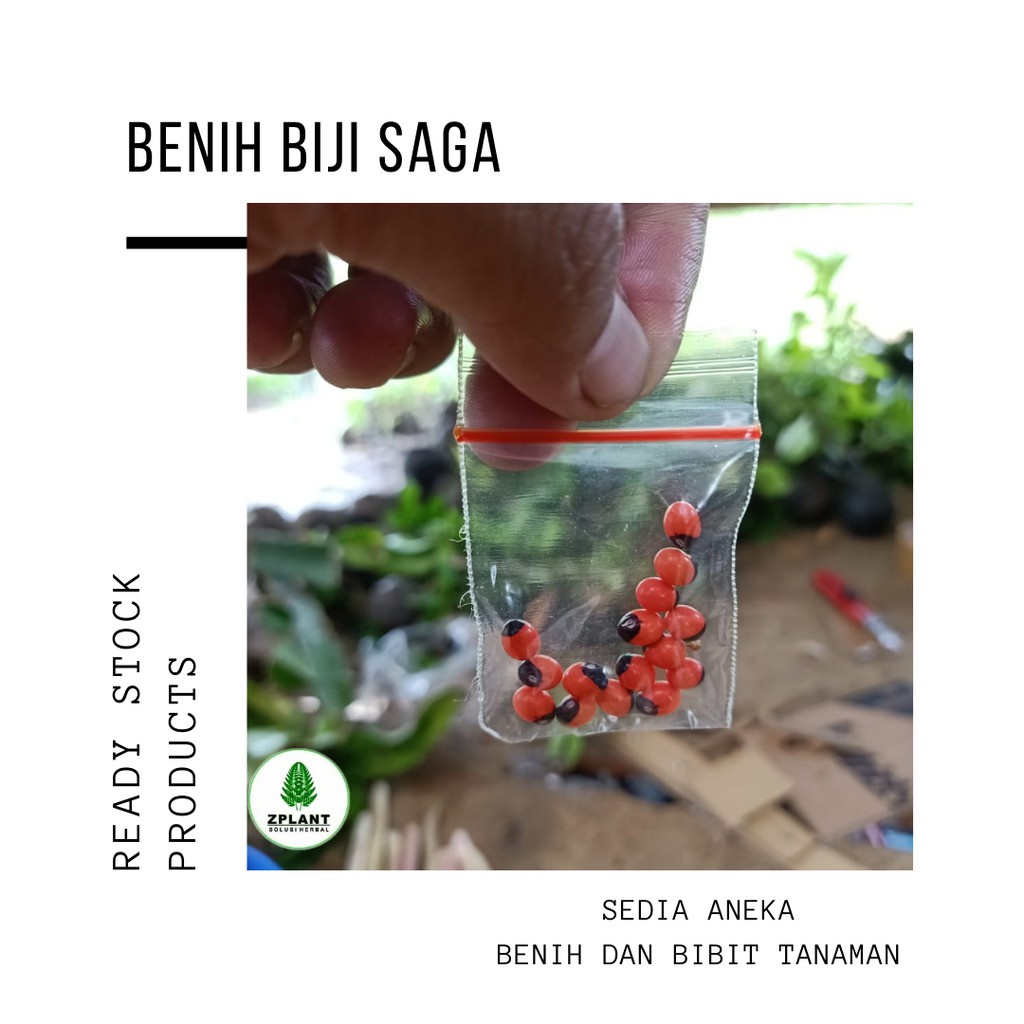 Benih bibit Pohon Saga | 30 biji | benih herbal