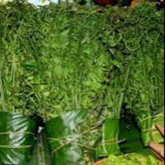 

Pakis sayur per 1kg baru petik pakis muda siap masak