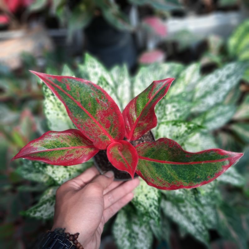 Siam aurora merah/lipstik aurora/aglonema lipstik/aglonema murah/Siam Aurora 7 daun