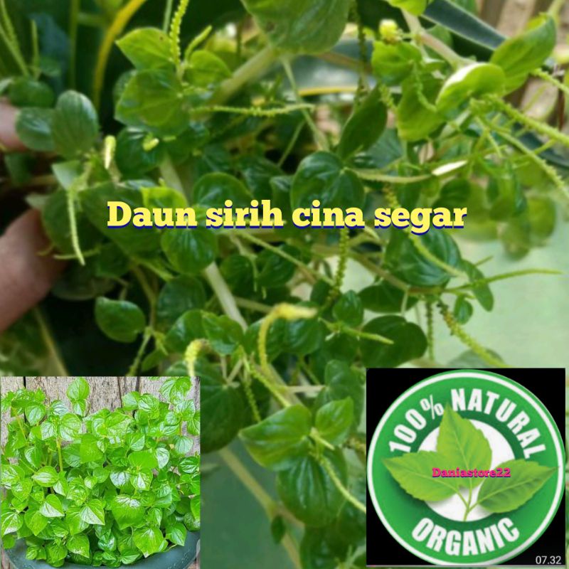 promo jual daun sirih cina 1 kg segar