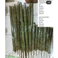 turus lumut 50cm