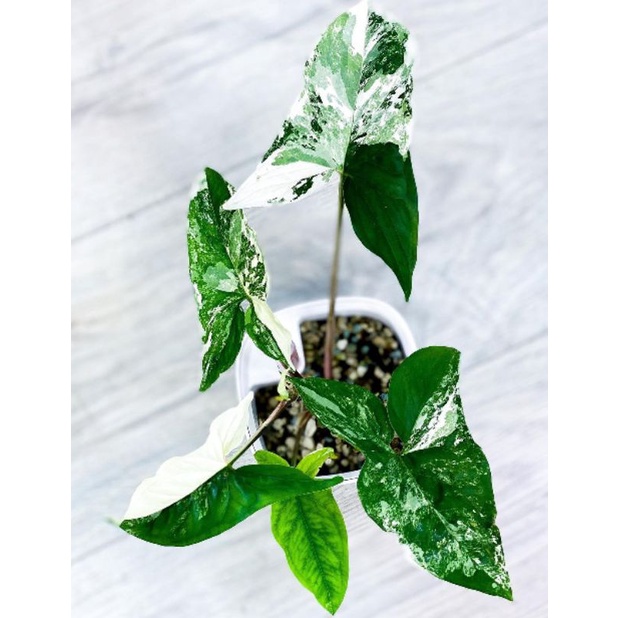TanamanHias/Syngonium/SyngoniumAlbo/Syngonium variegata putih/syngonium variegata corak mewah