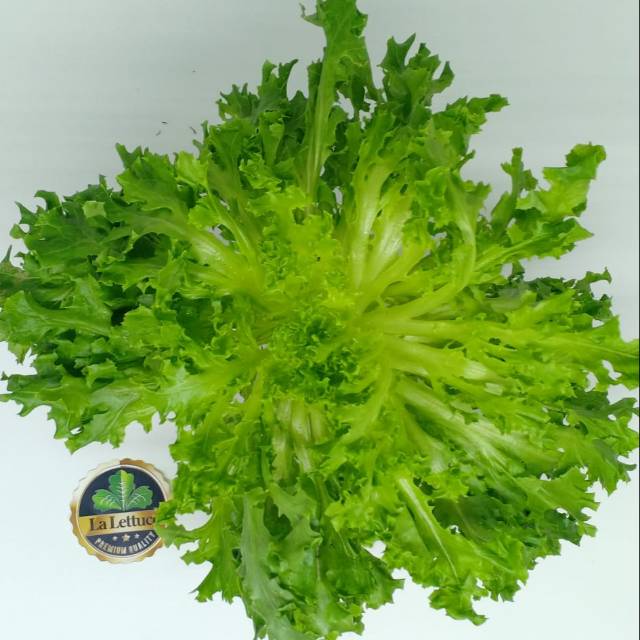 

Sayur Hidroponik Endives 250gr / Sayur Sehat Siap Olah
