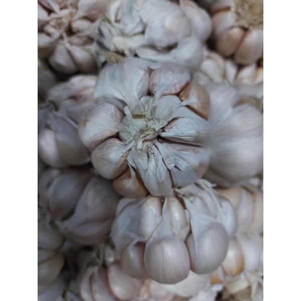 BAWANG PUTIH HONAN/BANCI 1KG