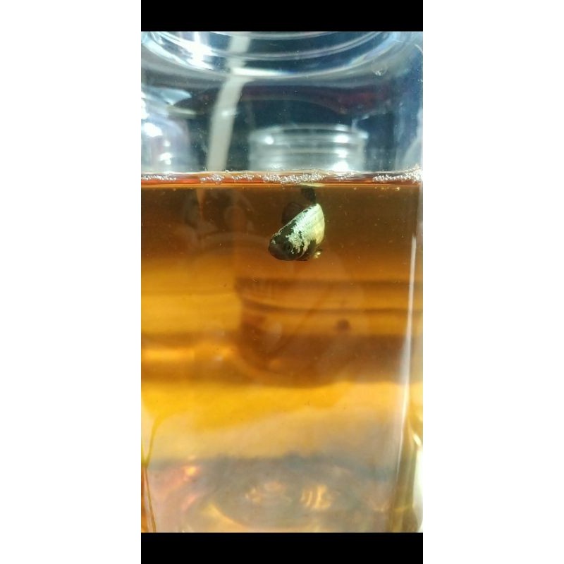 Ikan Cupang Hias Black Samurai Betina / Female