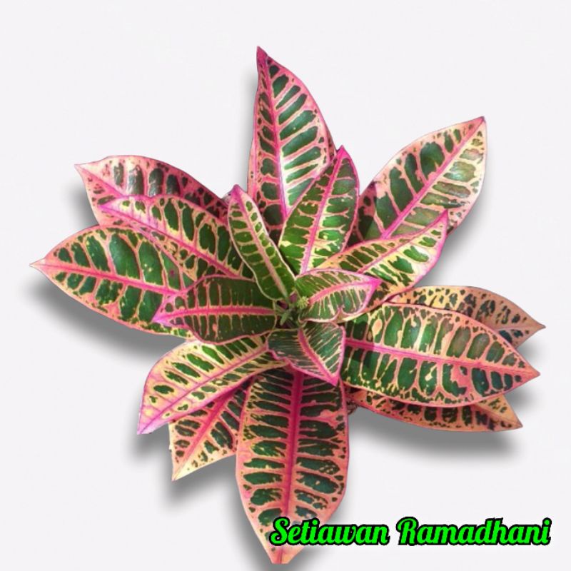 Tanaman Hias Puring Grace Pink