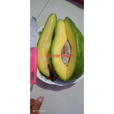 Bibit alpukat aligator 1 meter
