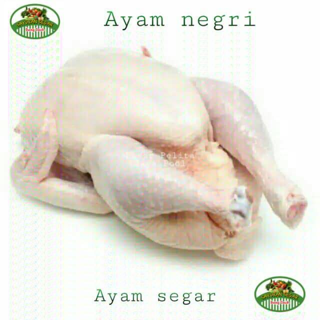 

Ayam negri 1 ekor