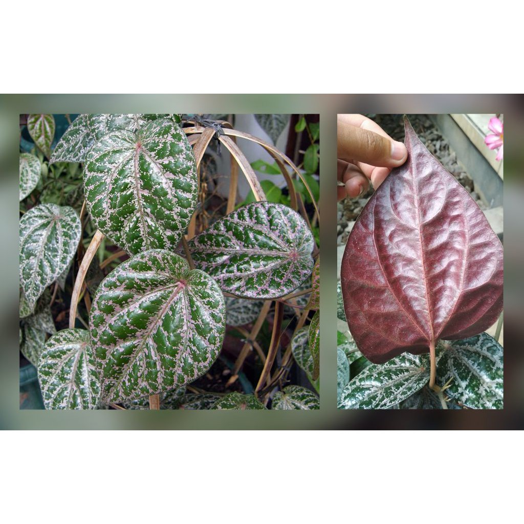 Daun Sirih Merah Segar Harga Per Lembar Indonesia