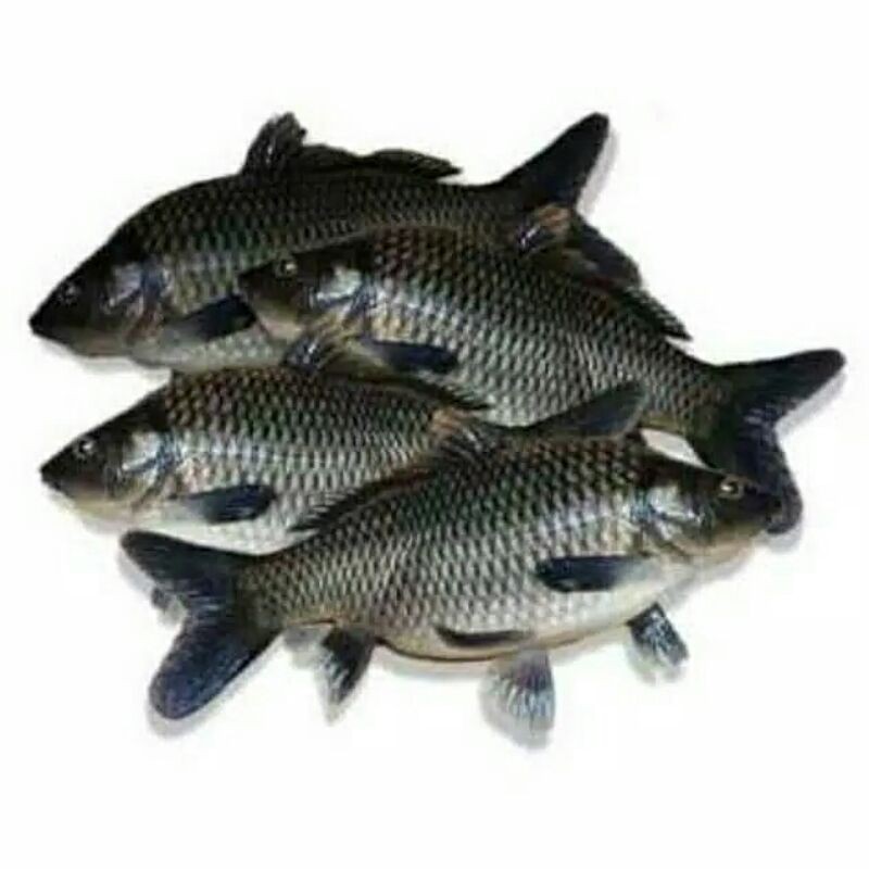 

Ikan mas 1kg