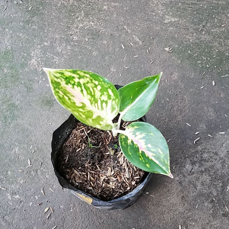 Tanaman hias aglonema big papa baby.