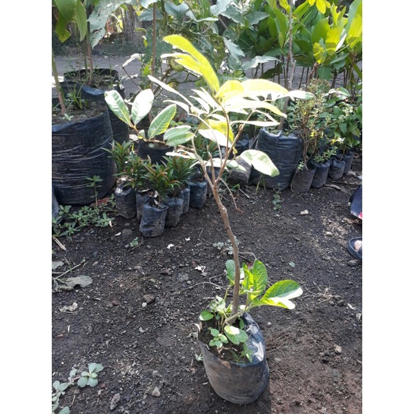 Kelengkeng matalada seedling