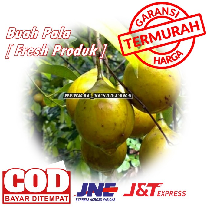 

BUAH PALA SEGAR / FRESH / HERBAL / BUMBU / MANISAN TERLARIS